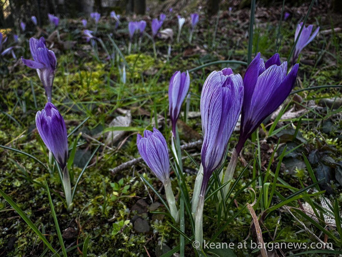 images from barga -19105