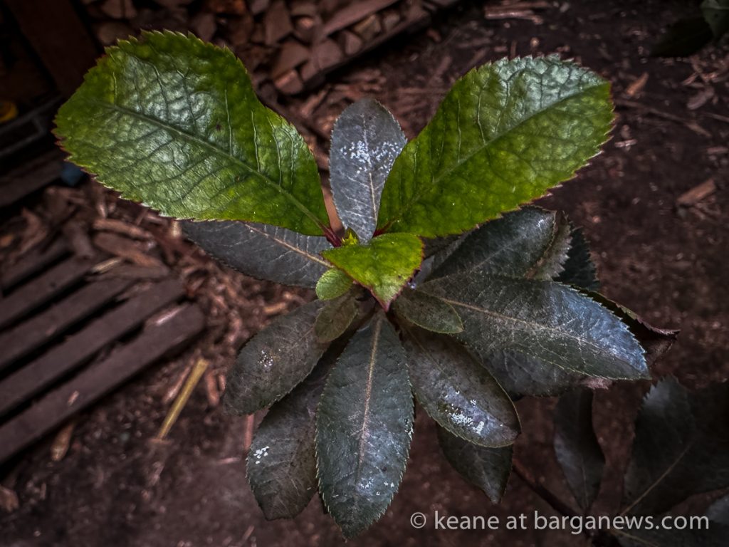 Barga Daily Image 22nd February 2024