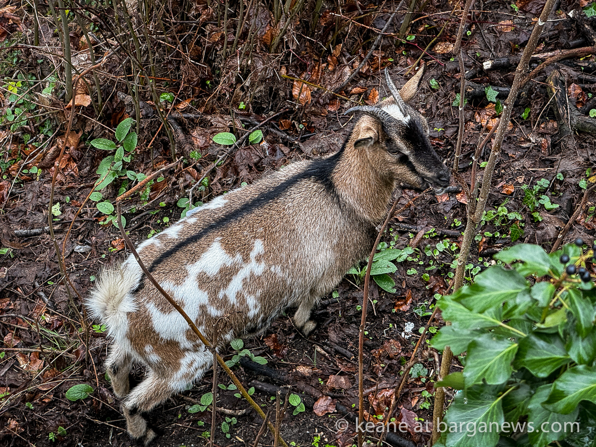 Barga Daily Image 2nd March 2024