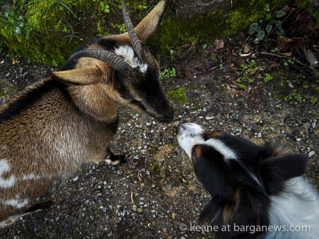 Barga Daily Image 11th March 2024