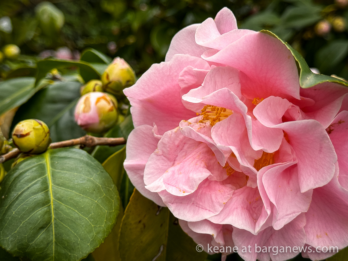 images from barga -20068