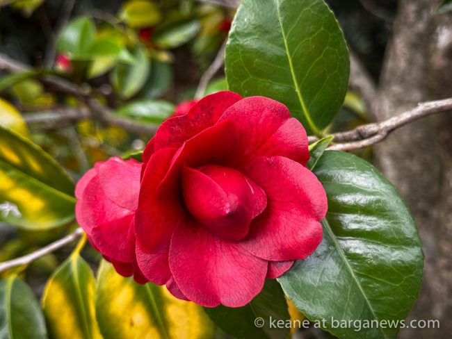 images from barga -20069