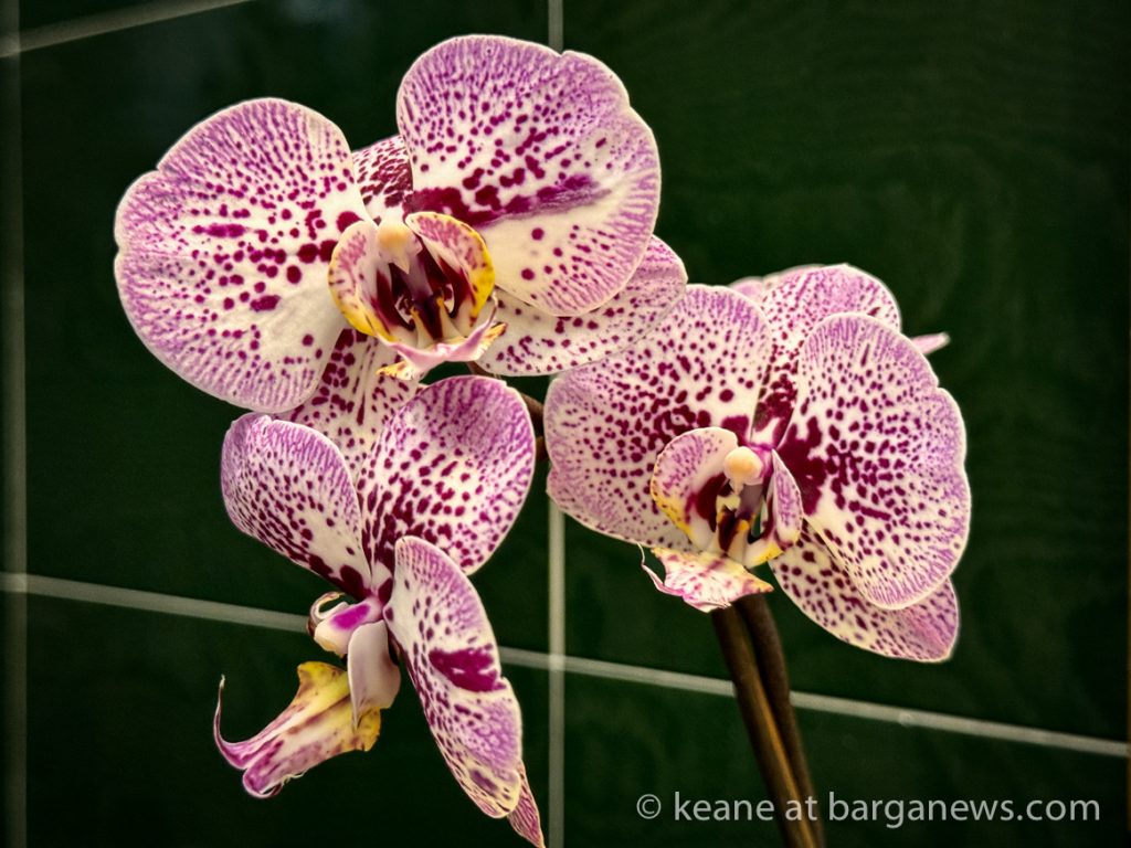 Barga Daily Image 25th March 2024