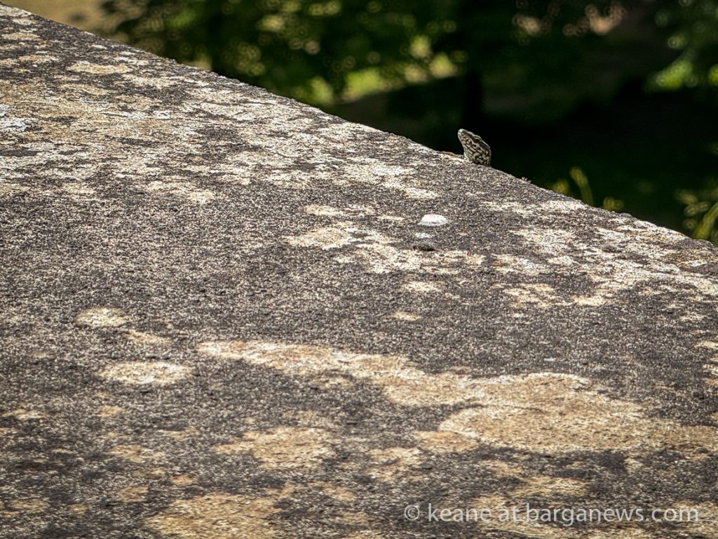 Barga Daily Image 29th April 2024