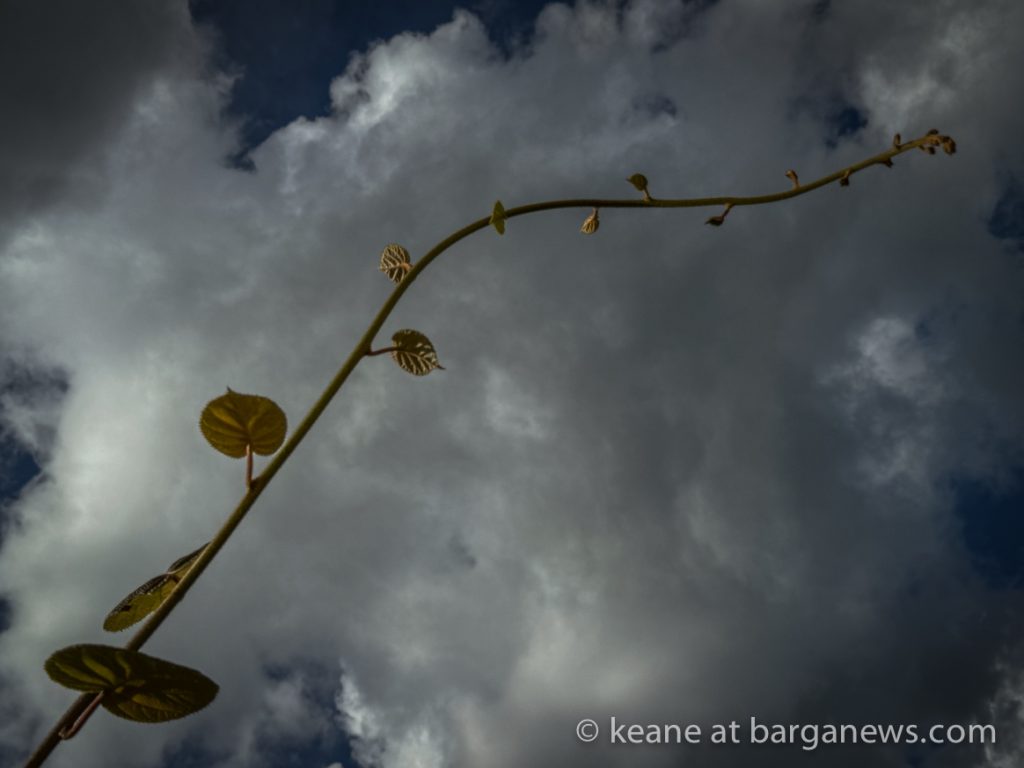 Barga Daily Image 12thJune 2024