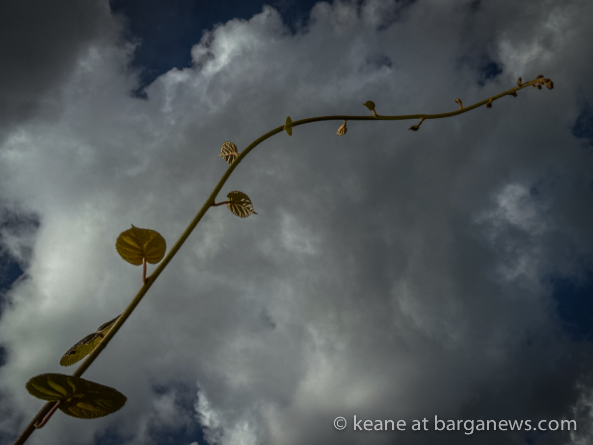 images from barga -22657