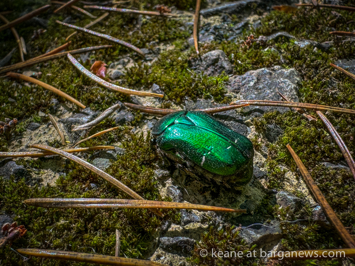 Barga Daily Image 8thJune 2024