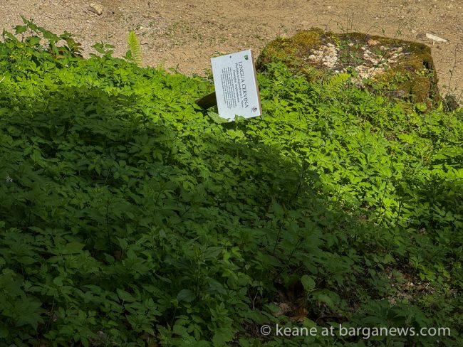 images from barga -23203