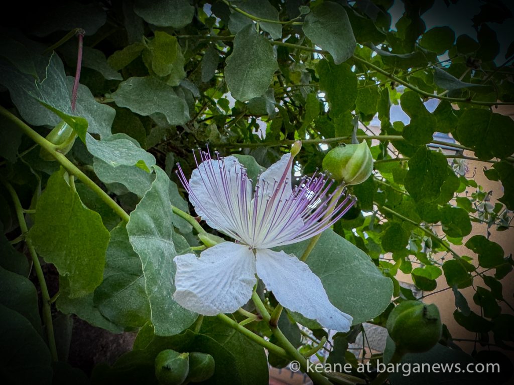 Barga Daily Image 17th July 2024