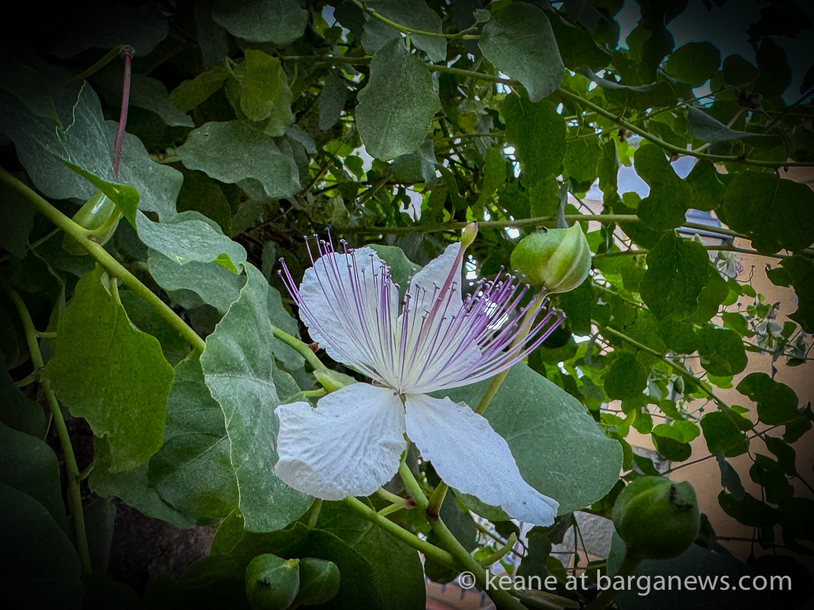 images from barga -25243