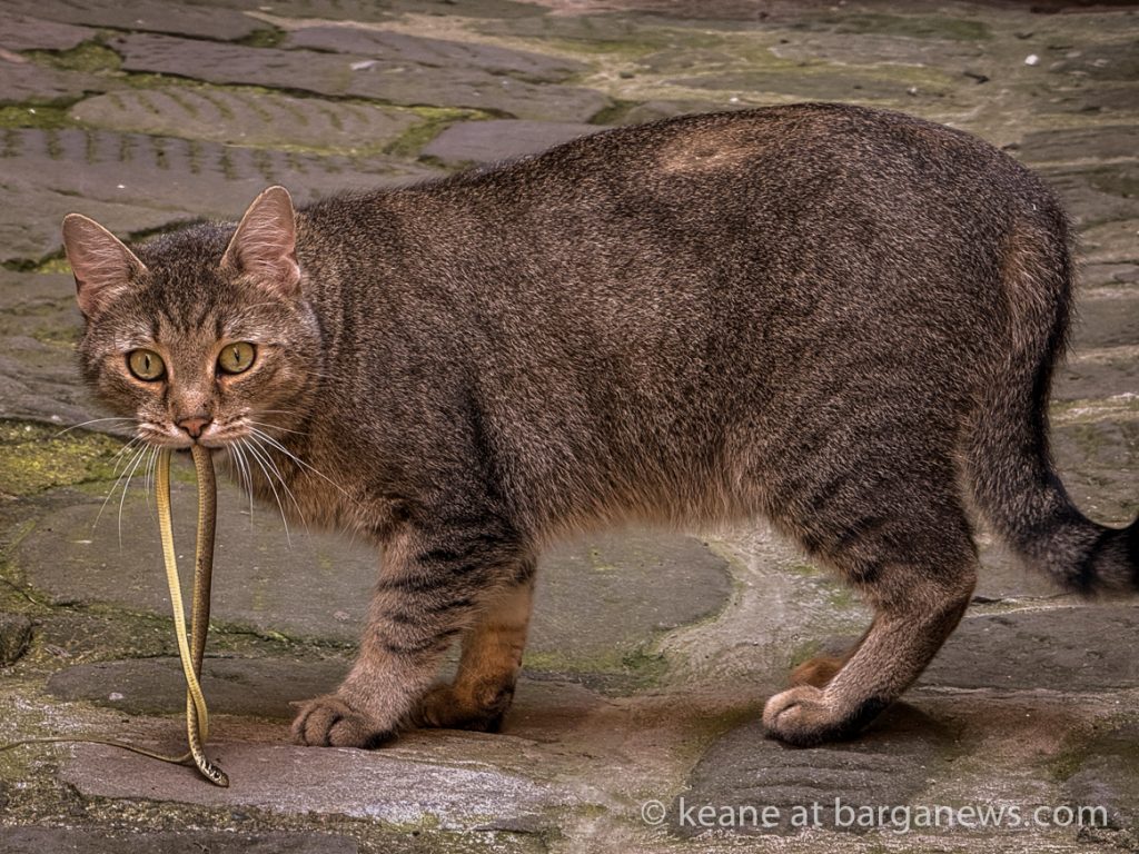 Barga Daily Image 28th July 2024