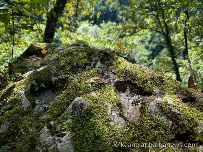 images from barga -27902