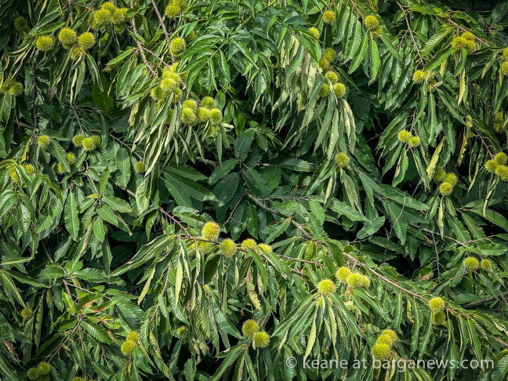 Barga Daily Image 7th September  2024