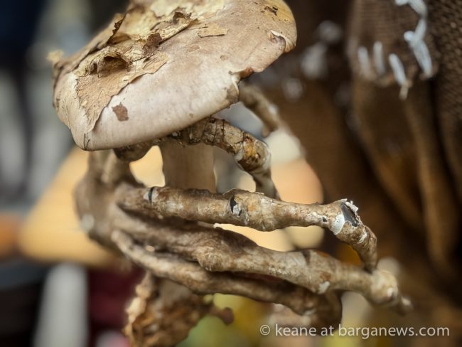 images from barga -31662