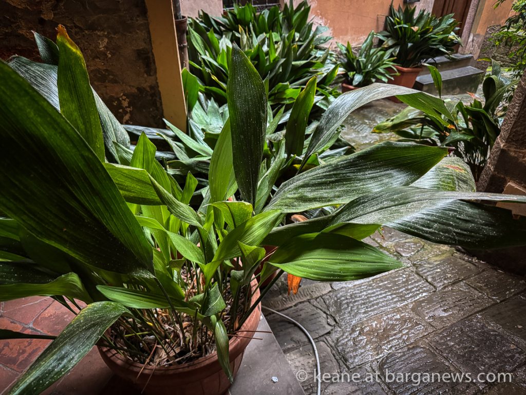 Barga Daily Image 21st October 2024