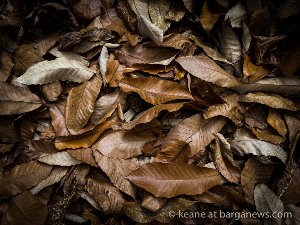 Barga Daily Image 13th November 2024