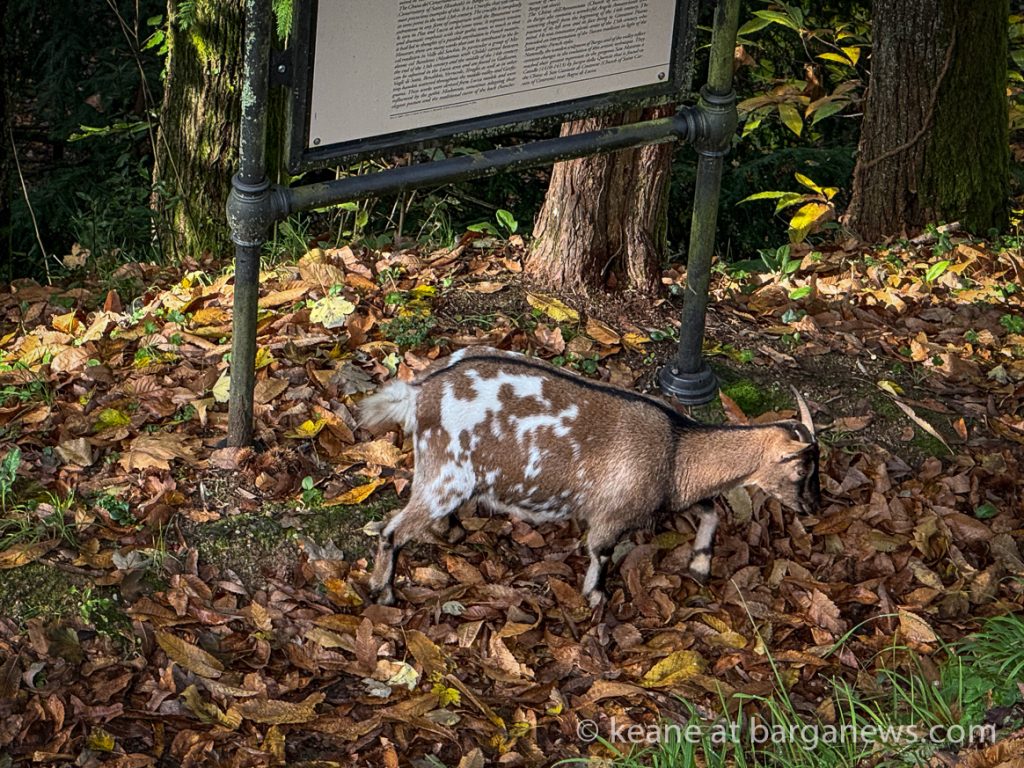 Barga Daily Image 20th November 2024