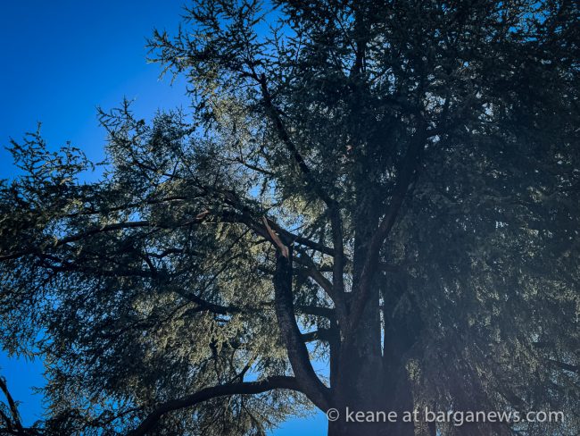 images from barga -33251