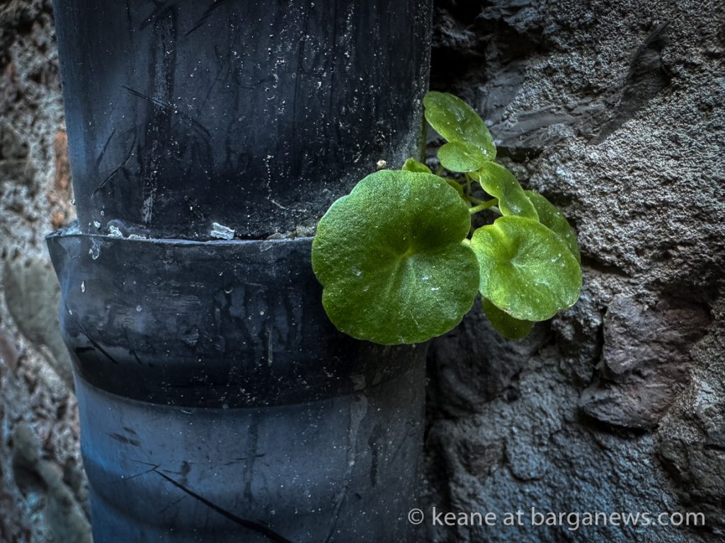 Barga Daily Image 22nd December 2024