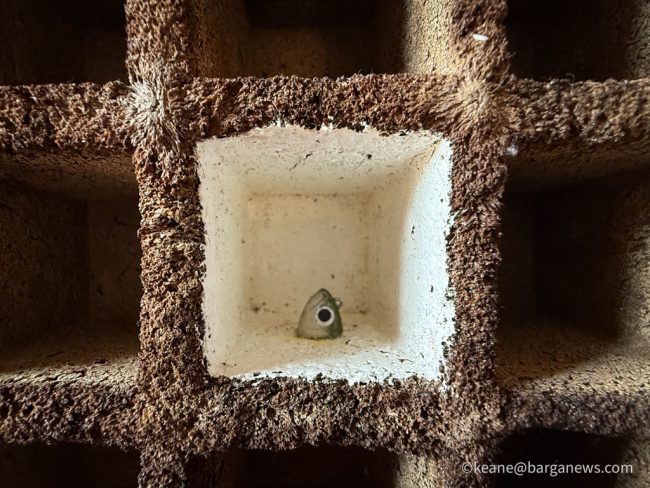 new images from barga -955