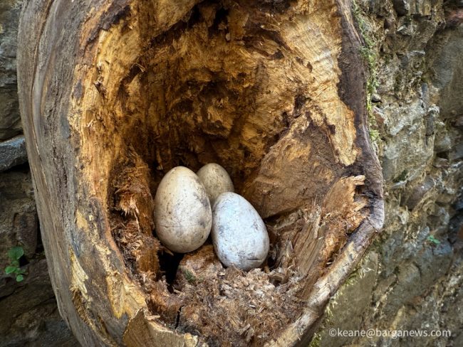 new images from barga -1169