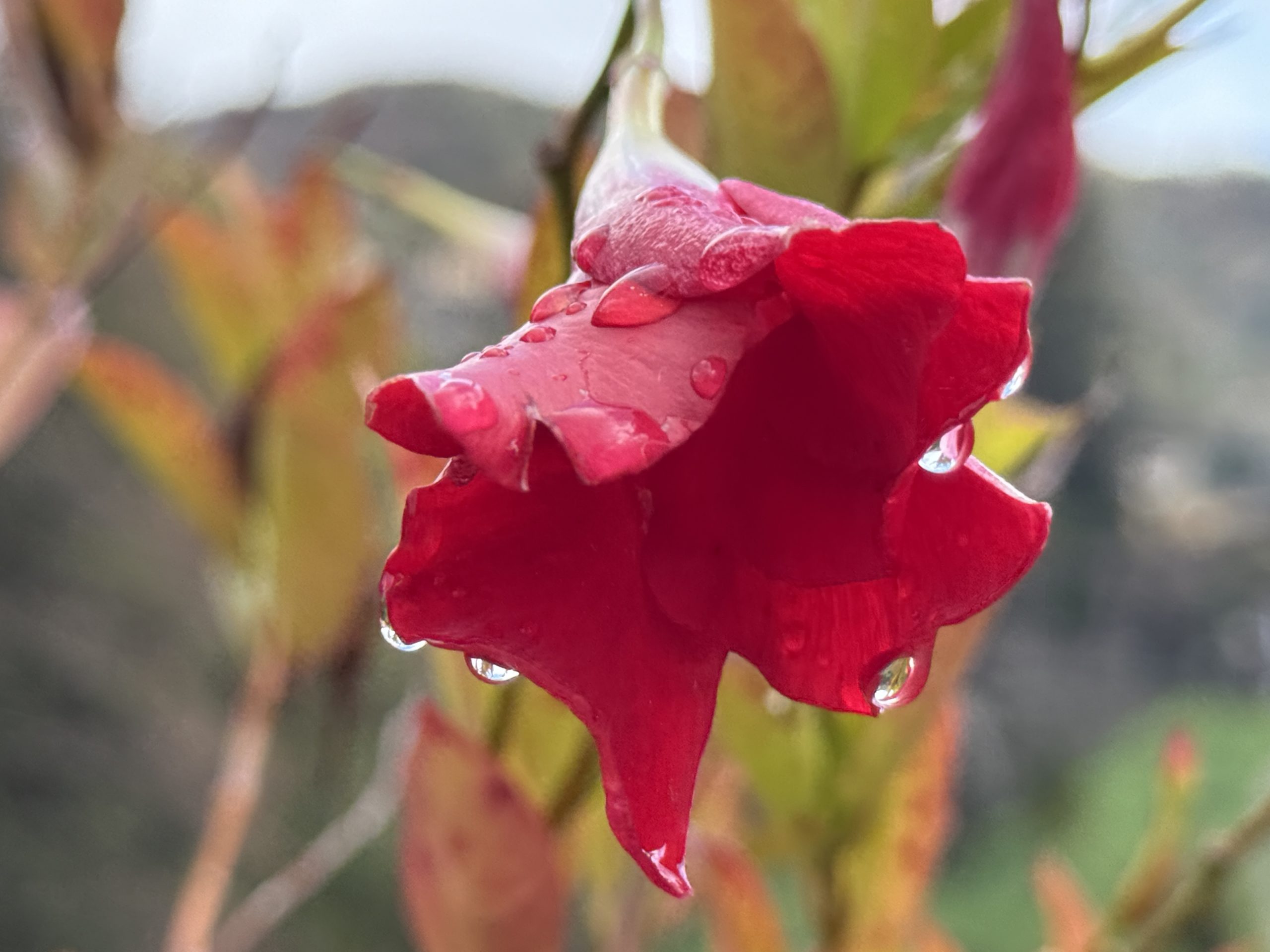 Barga Daily Image 21st November 2025