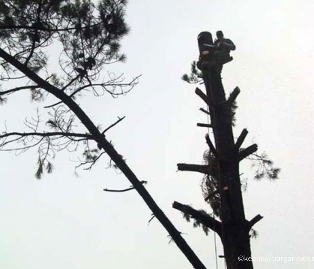 Tree felling in Barga Vecchia