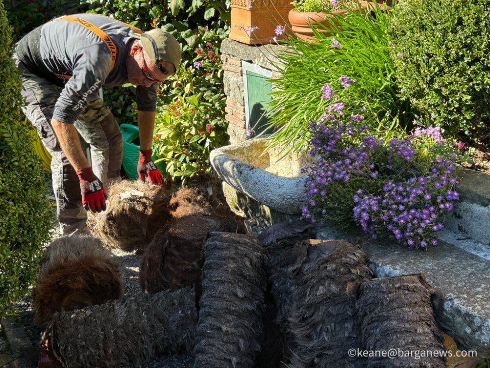 new images from barga -3443