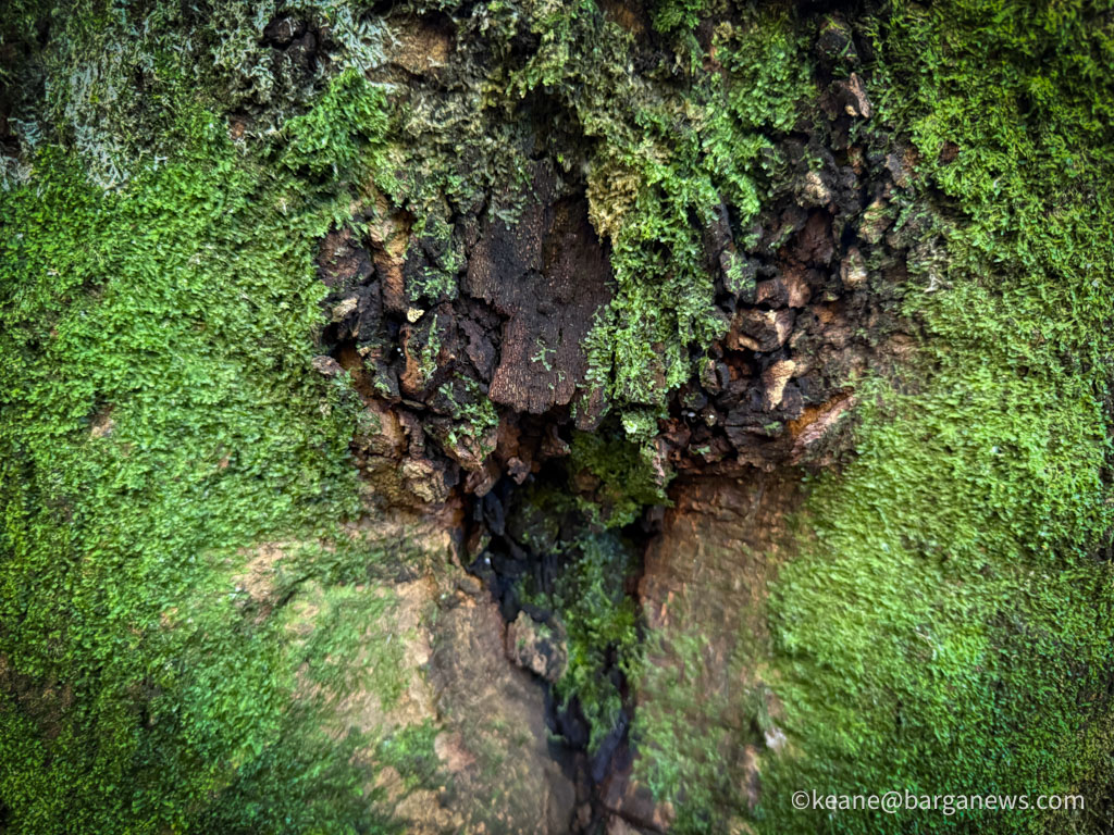 Barga Daily Image 4th November 2025