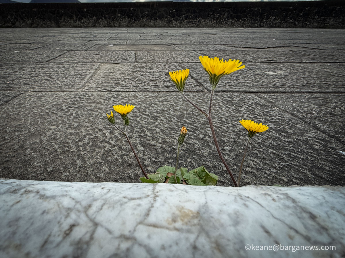 Barga Daily Image 19th February 2026