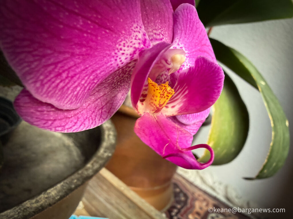 Barga Daily Image 23rd March 2026