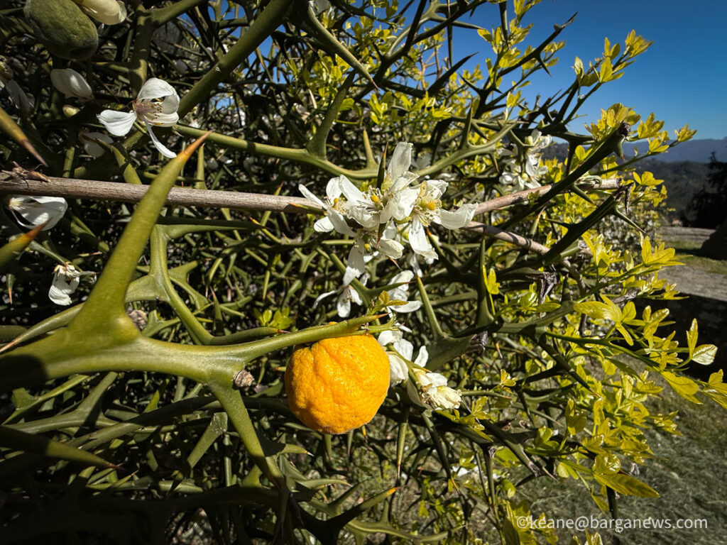 Barga Daily Image 7th April 2026