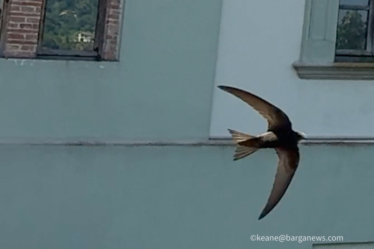 Swallows in Barga
