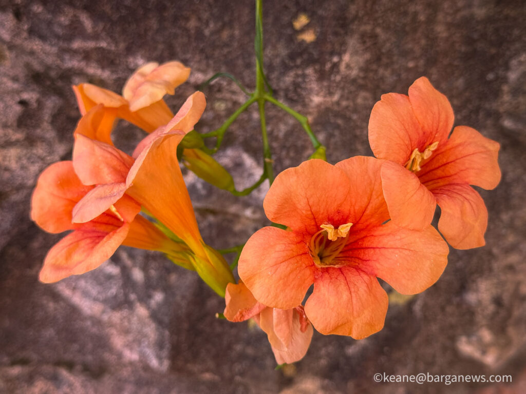 Barga Daily Image 11th August 2026