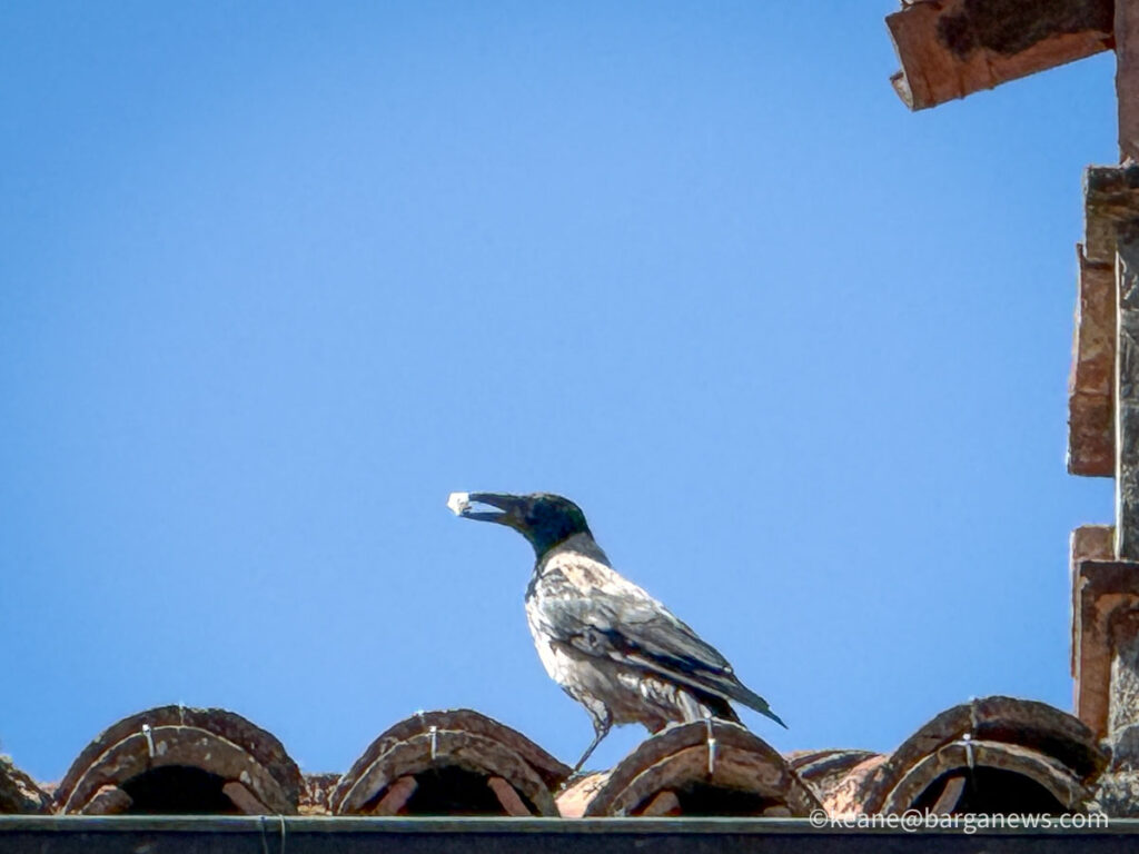 Barga Daily Image 20th August 2026