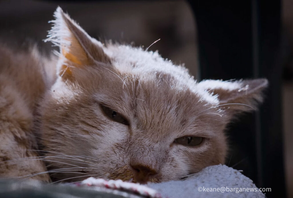 Barga’s cats on the film festival circuit