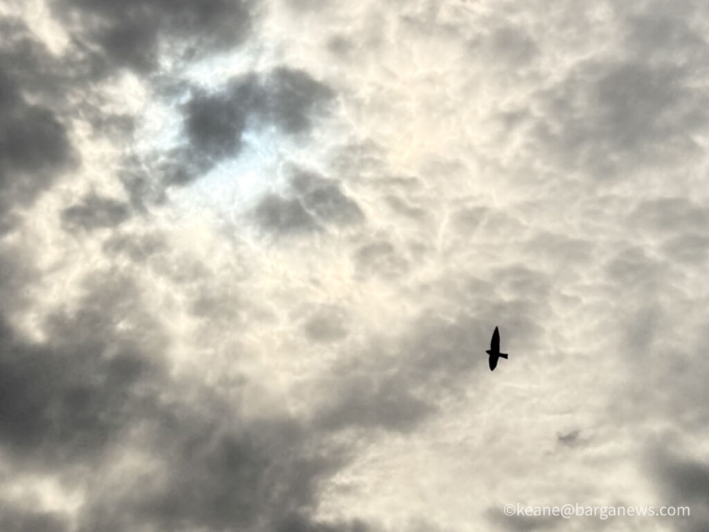 Swallows on the Move